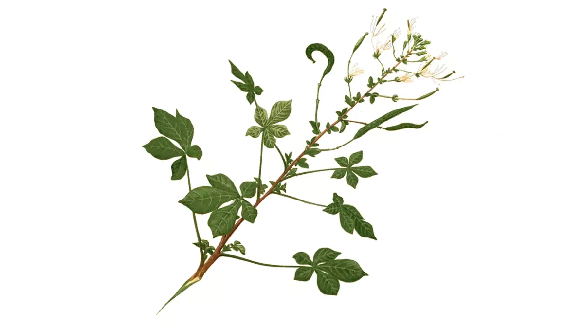 Cleome gynandra